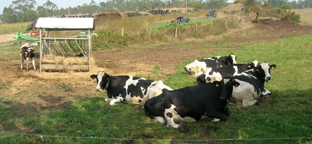 Vacas_(247626116)