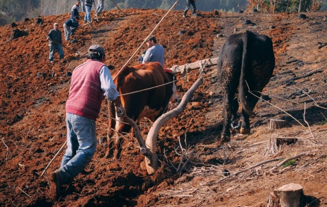 mas-de-500-mil-unidades-de-produccion-agropecuaria-practican-agricultura-familiar-_368724